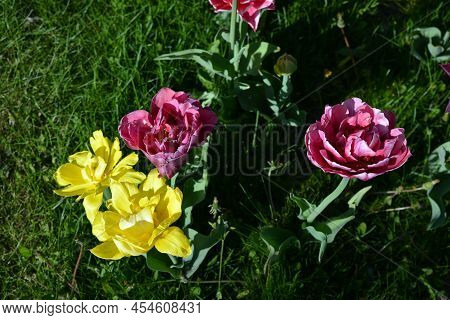 Beautiful Colorful Solid Yellow, Red, Purple, Cran-black, Red-yellow, Pink-white, Purple-white Bloom