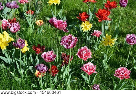 Beautiful Colorful Solid Yellow, Red, Purple, Cran-black, Red-yellow, Pink-white, Purple-white Bloom