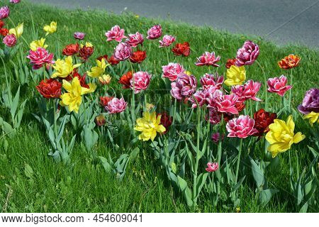 Beautiful Colorful Solid Yellow, Red, Purple, Cran-black, Red-yellow, Pink-white, Purple-white Bloom