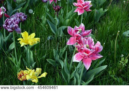 Beautiful Colorful Solid Yellow, Red, Purple, Cran-black, Red-yellow, Pink-white, Purple-white Bloom