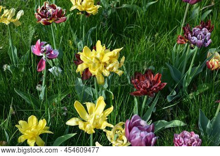 Beautiful Colorful Solid Yellow, Red, Purple, Cran-black, Red-yellow, Pink-white, Purple-white Bloom