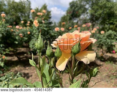 Blooming Beautiful Fragrant Orange Rose On The Flowerbed
