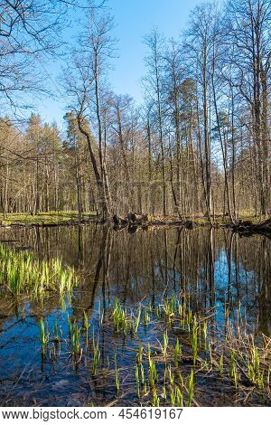 Russia. May 10, 2022. Spring Landscape In The Alexandrian Petrodvorets Park.