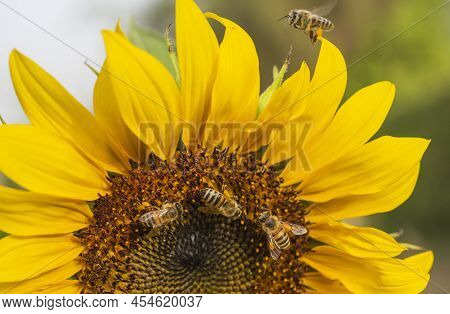Close-up Detail Of A Yellow Sunflower Hellanthus Annuus Honey Bee Apis Collecting Pollen In Garden