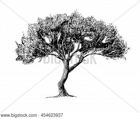 Drawing Of Olive Tree. Sketch Of Big Oak. Hand Drawn Vector Illustration. Black Engrave
