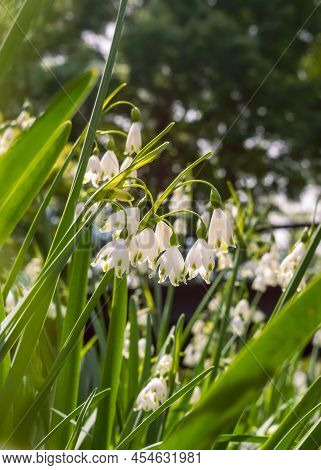 Vertical Image Of A Loddon Lily Flowers In The Spring Sun
