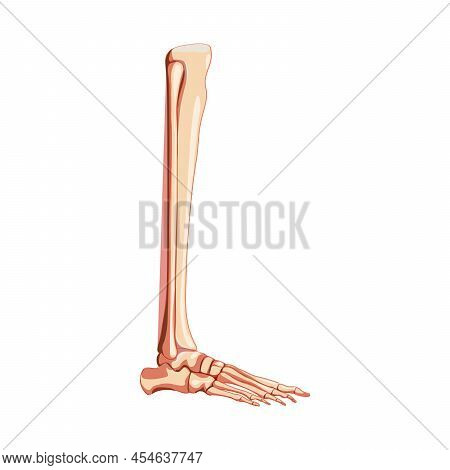Leg Tibia, Fibula, Foot, Ankle Skeleton Human Side Lateral View. Set Of Realistic Anatomically Corre