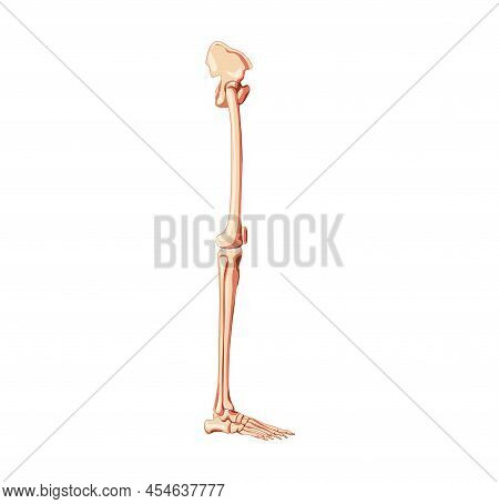 Human Pelvis With Legs Skeleton Side View With Hip Bone, Thighs, Foot, Femur, Patella, Knee, Fibula.
