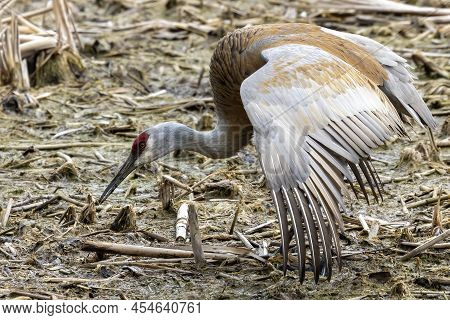 The Sandhill Crane (antigone Canadensis), Female Attitude During Defense Of Young