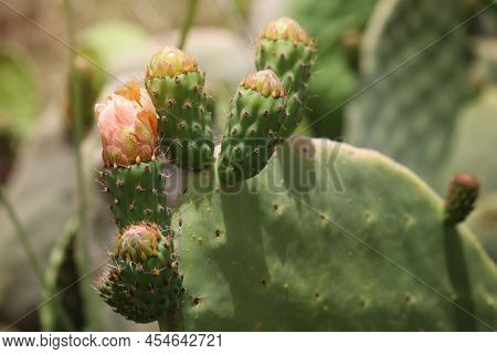 Tsabar Leafs With Fruits And Pink-yellow Flowers, Sunny Background