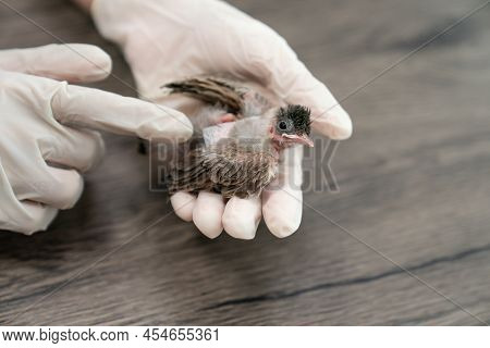Close Up Of Veterinarians Hands In Surgical Gloves Holding Small Bird, After Attacked And Injured By