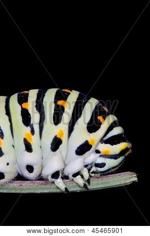 Head Of A Caterpillar