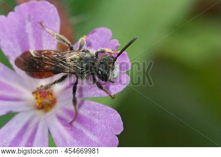 Closeup On A White Snouted Male Red-girdled Mining Bee, Andrena Labiata On A Purple Hedgerow Cranesb