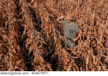 Aerial Shot Of Male Agronomist And Farmer Standing In Ripe Harvest Ready Dent Corn Field And Looking