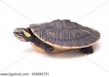 Red-bellied Shortneck Turtle Emydura Subglobosa On White Background