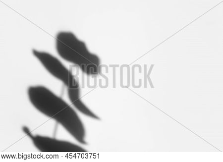 Creative Copyspace With Shadows On A Swhite Wall. Top View Of Leaves Shadows On The Gray Background.