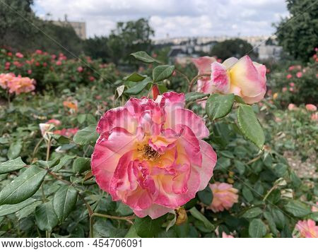 Blooming Beautiful Fragrant Pink Rose And Bud Surrounded By Green Leaves