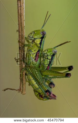 Close Up Of Two Grasshoppers