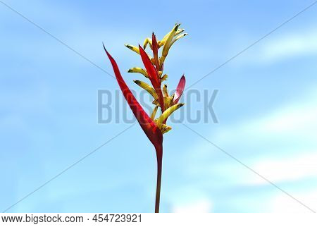 Heliconia Psittacorum Against Sky Background Growing In Vietnam