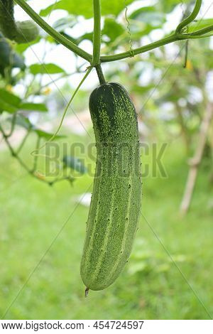 Cucumber On Tree In Farm For Harvest