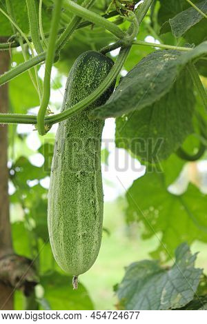 Cucumber On Tree In Farm For Harvest