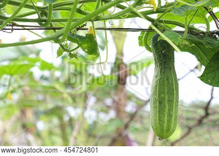 Cucumber On Tree In Farm For Harvest