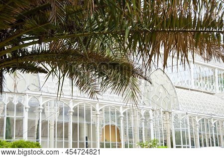 Palm Branches With Greenhouse Structure On Background In Florence, Italy.