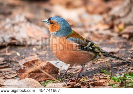 Common Chaffinch, Fringilla Coelebs, Sits On The Ground In Spring. Common Chaffinch In Wildlife.