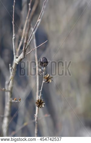Crepe Myrtle Empty Dry Seed Pods In The Spring