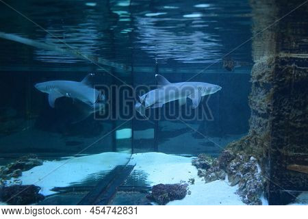 The Reef Shark (triaenodon Obesus) Is The Only Species Of Reef Sharks From The Family Of Gray Sharks