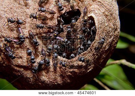 Wasp nest colony