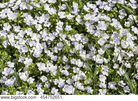 Summer Floral Background With Green Grass And Small White Wflowers Slender Speedwell, Creeping Speed