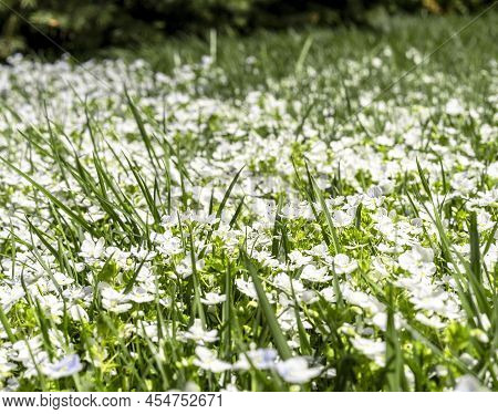 Summer Floral Background With Green Grass And Small White Wflowers Slender Speedwell, Creeping Speed