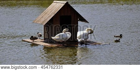 A Bird In Nature. Bird House Floating On The Lake. A Little Bird In Its Cabin.  A Beautiful Lake. Li
