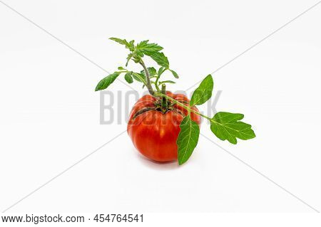Tomato Fruits Damaged By Bacterial Disease. Cracking Of A Tomato As A Result Of Excess Moisture. Cro