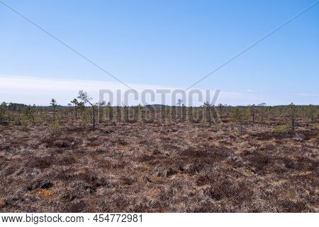 Swamp With Small Spruce And Pine Trees. Wild Mire Landscape. Ecological Reserve In Wildlife. Marshla