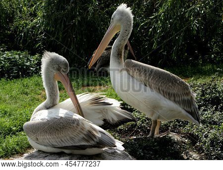 The Pelican Is A Large Water Bird.