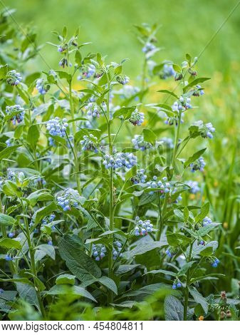 Beautiful Blue Flowers Of Symphytum Caucasicum, Also Known As The Beinwell, Blue Comfrey, Or Caucasi