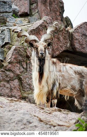 Mountain Markhor With Twisted Horns Looks Into The Distance On Top Of A Rock. Animals In The Wild