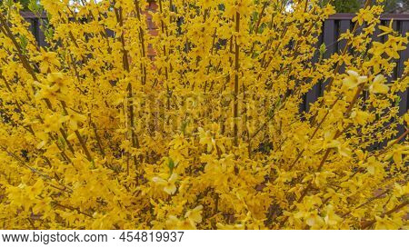Large Bush Of Yellow Flowers Of Forsythia Plant Also Known As Easter Tree. Forsythia. Blooming Forsy