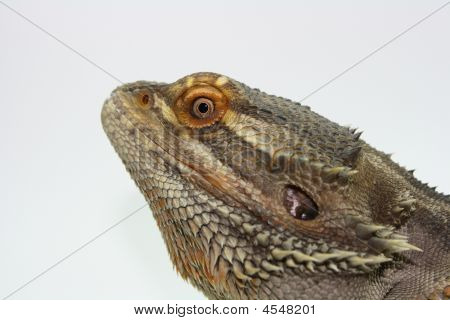 Profilo di drago barbuto