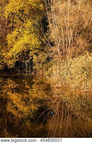 Colorful Autumn Trees Reflecting In A Small Creek, Jtte, Belgium