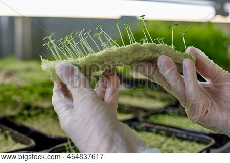 Young Sprouts Basil On Drainage Substrate Are Demonstrated Employee Greenhouse For Growing Microgree