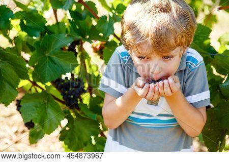 Smiling Happy Blond Kid Boy Picking Ripe Blue Grapes On Grapevine. Child Helping With Harvest. Amous