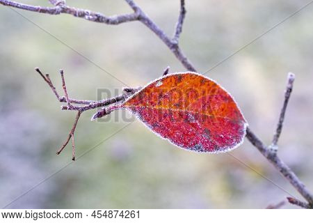 Autumn Yellow Leaf On A Branch In The Needles Of Frost. Morning Frost. Rime. Late Autumn.