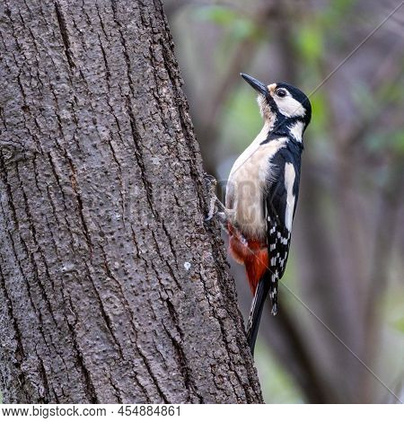The Great Spotted Woodpecker, Dendrocopos Major Is Sitting On The Branch Of Tree, Somewhere In The F