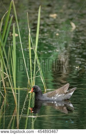 Moorhen Swims In The Pond Near Green Reeds. Common Moorhen - Gallinula Chloropus