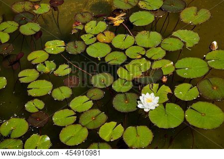 Mauve Water Lily Flower With Its Round Leaves In A Small Pond. Horizontal Photography.