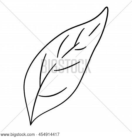 Pepper Leaf Icon Outline, Hand Drawn Vector. Green . Half Cut