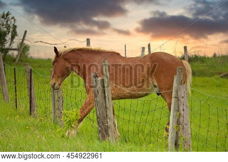 A Male Flaxen Chestnut Horse Stallion Colt With His Foot Caught In A Wire Fence Trying To Remove It